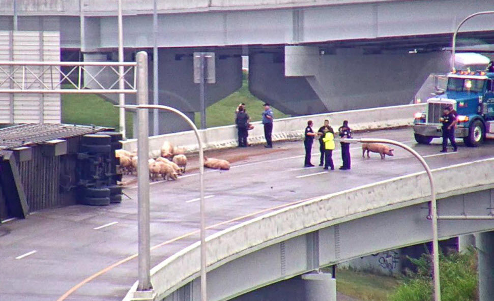 Pigs on Interstate